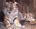 В Большереченском зоопарке откроют детскую LПоляну сказок¦