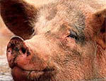 Россельхознадзор разъясняет вопросы профилактики африканской чумы свиней