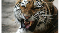 Экологи просят правительство РФ защитить амурского тигра