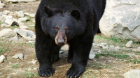 Медведь напал на двух человек в Иркутской области