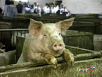 На Ставрополье у павших свиней обнаружен вирус африканской чумы
