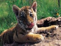 В Киевском зоопарке родились усурийские тигрята