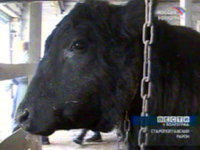 Казахстан: в Аркалыке намерены разводить Аулиекольскую комолую породу коров