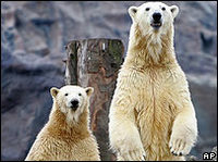 Мировая популяция белого медведя сократится на 30-70%