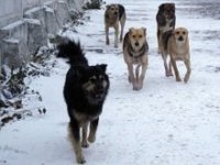 В Житомире стаи бродячих собак бросаются на прохожих
