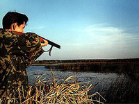 Ради профилактики в Волгограде уничтожат более трех тысяч кабанов, лосей и косуль
