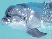 Дельфин Байкал умер из-за грязной воды