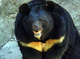 В Киевском зоопарке умер уникальный медведь, занесTнный в Красную книгу