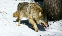 В Забайкалье волки выходят к населенным пунктам