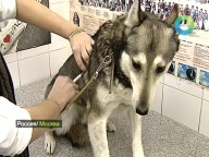 В Москве началась весенняя вакцинация животных против бешенства
