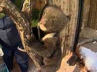 Двух осиротевших гималайских медвежат обнаружили в Хабаровске