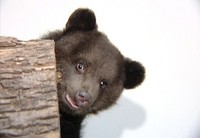 В Харьковском зоопарке трем медвежатам ищут новый постоянный дом