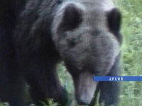 Медведи бродят в окрестностях Братска