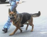 Служебная собака задержала нарушителя в центре Владивостока