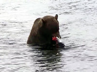 Путин посмотрел на самых крупных медведей