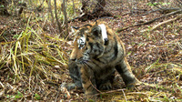 Россия и Китай активизируют работу по защите тигров и леопардов