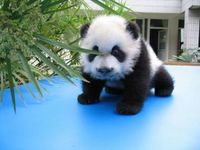 Появилась надежда на восстановление популяции панд
