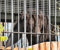 В зоопарке Савелия Вашуры поселились медведи Миша и Маша