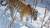 Леонардо Ди Каприо перечислил на защиту амурских тигров около $1млн
