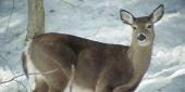 Пятнистым оленям Приморья голод из-за прошедшего снегопада пока не грозит