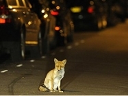 Бешеные лисы пробираются в уральские города