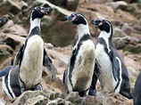 В Киевском зоопарке погибло ещT три пингвина Гумбольдта