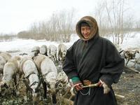В Ямальском районе не хватает оленьих пастбищ (Ямал)