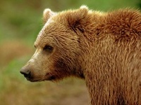 В Подмосковье спасают медведя, получившего глубокую психологическую травму