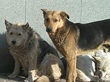 Защитники животных оценили стерилизацию собак и решили: усыплять гуманнее
