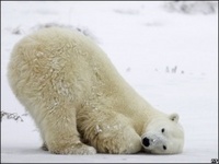 Белого медведя хотят вычеркнуть из списка исчезающих видов