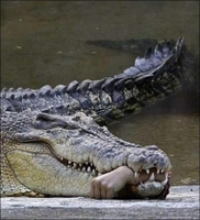 В Свердловской области крокодил покусал своего владельца