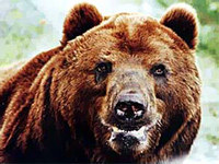 На Камчатке был застрелен еще один медведь