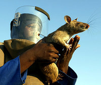 Ученые обнаружили новую крысу-гиганта