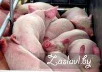 Из-за вспышки африканской чумы в ЮФО на Ставрополье введен запрет на ввоз свинины
